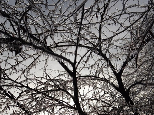 image of trees